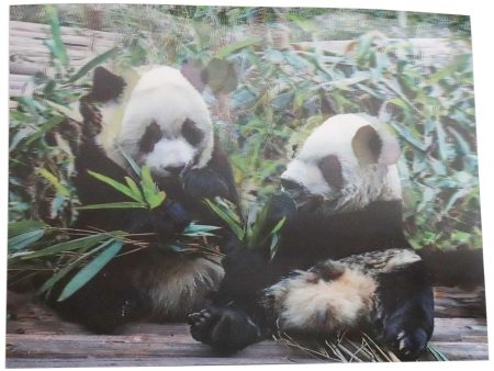 2 Panda cubs - 3D Lenticular Poster - 12x16 -  NEW Online now