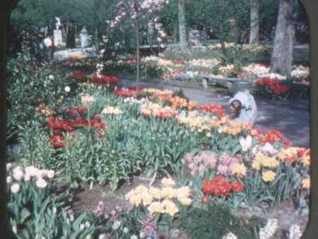 Tulip Time, Holland - View-Master Single Reel - #1920A - vintage Online now