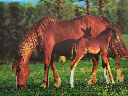 Brown Horse and a Foal - 3D Lenticular Poster - 12x16 -  NEW Hot on Sale