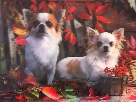 2 Chihuahuas- 3D Lenticular Poster - 12x16 -  NEW Discount