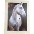 White Horse - 3D Lenticular Poster - 12x16 -  NEW Discount