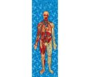 Man s Body Anatomical - 3D Animated Lenticular Bookmark - NEW For Sale