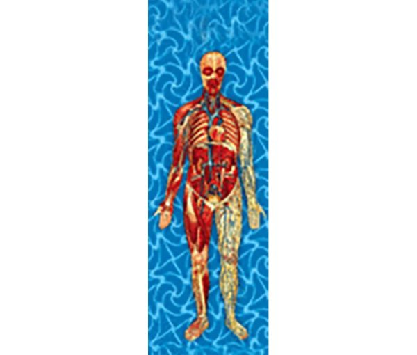 Man s Body Anatomical - 3D Animated Lenticular Bookmark - NEW For Sale