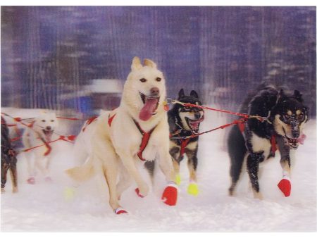 Sled Dogs 2 - 3D Lenticular Postcard Greeting Card - NEW Cheap