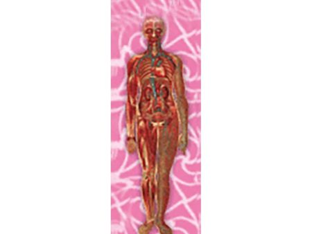 Woman s Body Anatomical - 3D Animated Lenticular Bookmark - NEW For Cheap