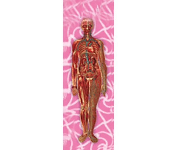 Woman s Body Anatomical - 3D Animated Lenticular Bookmark - NEW For Cheap