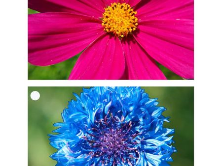 Flowers - Cornflower & Aster - 2 Motion Lenticular Gift Tags Cards - NEW Online