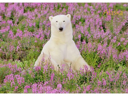 Bear Polar in Fireweed AK - 3D Lenticular Postcard Greeting Card - NEW For Cheap