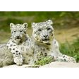 Snow leopard - 3D Lenticular Postcard Greeting Card Cheap