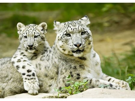 Snow leopard - 3D Lenticular Postcard Greeting Card Cheap