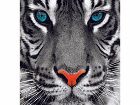 Tiger - Triple Views - 3D Action Lenticular Poster - 12x16 - 3 Prints in 1 For Sale