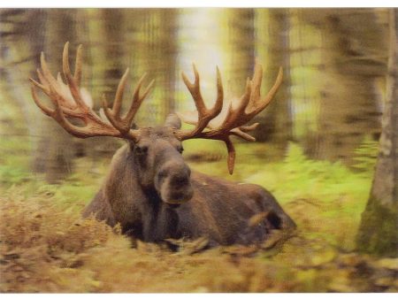 Bull Moose resting - 3D Lenticular Postcard Greeting Card - NEW Online Sale