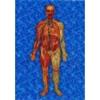 Man s Body Anatomical - Animated - 3D Lenticular Postcard Greeting card - NEW Fashion