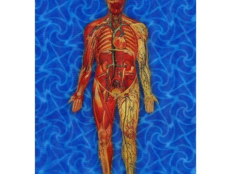 Man s Body Anatomical - Animated - 3D Lenticular Postcard Greeting card - NEW Fashion