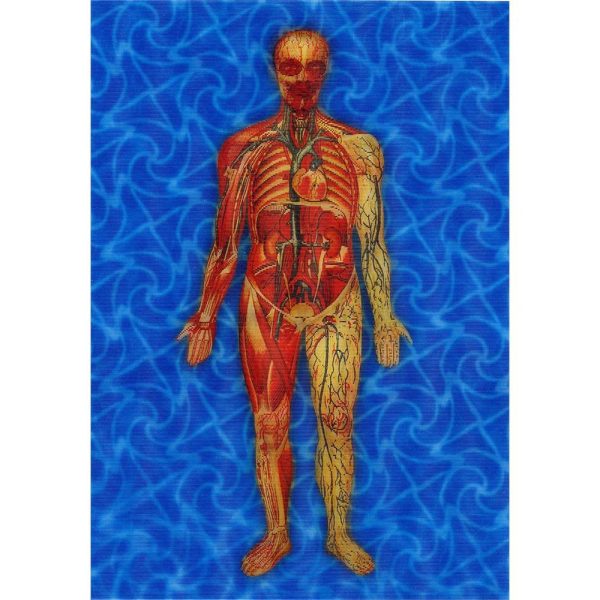 Man s Body Anatomical - Animated - 3D Lenticular Postcard Greeting card - NEW Fashion