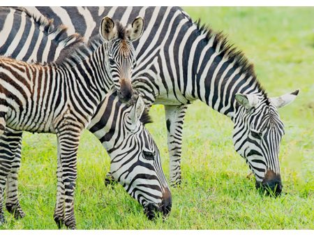 Zebras and foal - 3D Lenticular Postcard Greeting Card For Sale