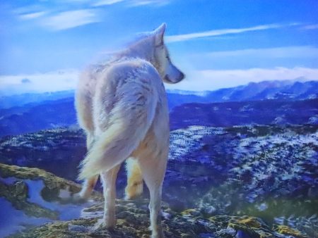 White Wolf on Mountain - 3D Lenticular Poster - 12x16 Print - New Hot on Sale