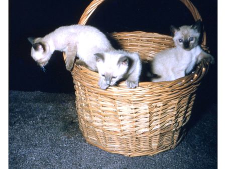 Stereo Slide - 3 Siamese Kittens in a Basket - Original Kodachrome in EMDE mount - vintage For Discount