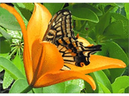 Butterfly in Lily - 3D Lenticular Postcard Greeting Card - NEW Online Sale