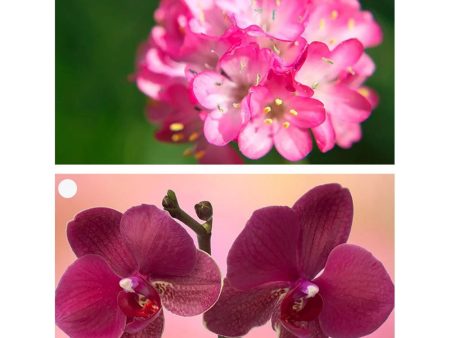 Flowers - Armeria & Orchid - 2 Motion Lenticular Gift Tags Cards - NEW For Cheap