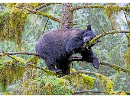 Black Bear Sleeping - 3D Lenticular Postcard Greeting Card Online