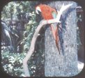 Alligator Farm - St. Augustine - View-Master 3 Reel Set Card - 1986 - vintage - 5354 For Discount