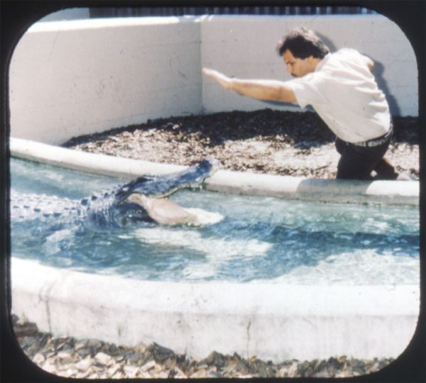 Alligator Farm - St. Augustine - View-Master 3 Reel Set Card - 1986 - vintage - 5354 For Discount