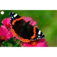 Lady Bug and Butterfly - 2 3D Lenticular Gift Tags Cards - NEW Fashion