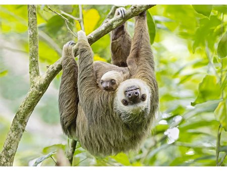 Two-toed Sloth - 3D Lenticular Postcard Greeting Card Online Sale