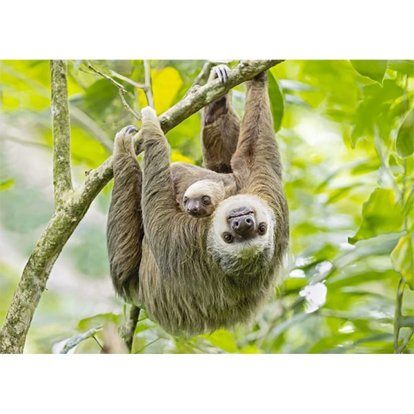 Two-toed Sloth - 3D Lenticular Postcard Greeting Card Online Sale