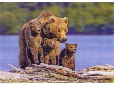 Brown Bear with Triplets - 3D Lenticular Postcard Greeting Card - NEW Online