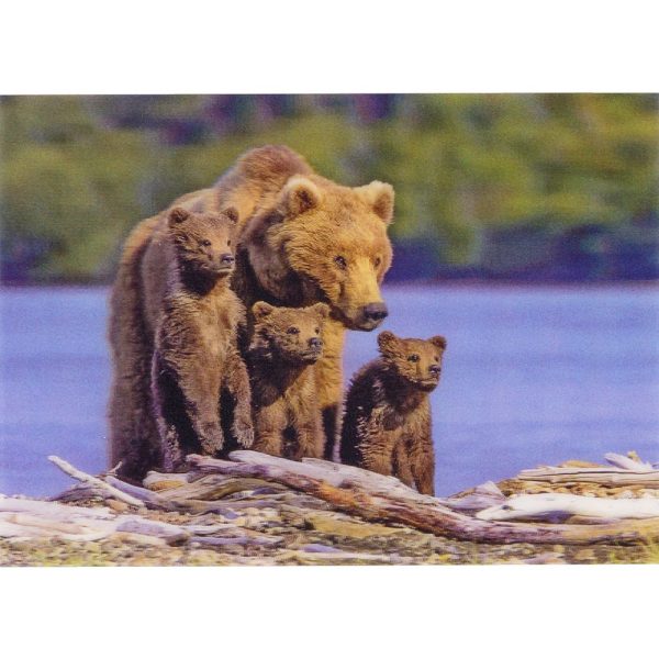 Brown Bear with Triplets - 3D Lenticular Postcard Greeting Card - NEW Online