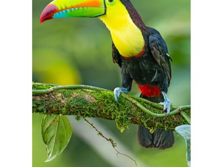 Toucan - 3D Lenticular Postcard Greeting Card - NEW Online now