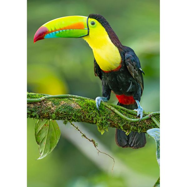 Toucan - 3D Lenticular Postcard Greeting Card - NEW Online now