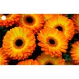 2 Beautiful Flowers - Gerbera & Hawkweed - 3D Lenticular Gift Tags Cards - NEW Online