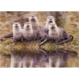 River Otter romp - 3D Lenticular Postcard Greeting Card - NEW Discount