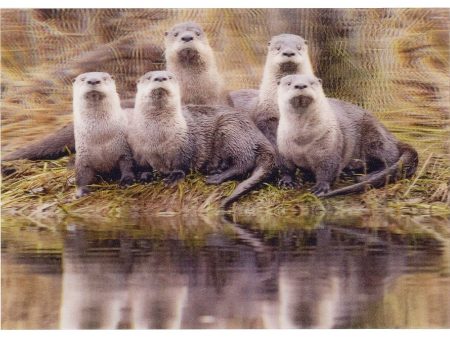 River Otter romp - 3D Lenticular Postcard Greeting Card - NEW Discount