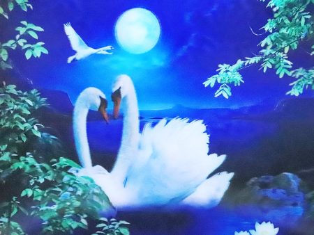 White Swans - 3D Lenticular Poster - 12x16 Print - New Supply