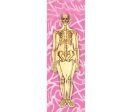 Woman s Body Anatomical - 3D Animated Lenticular Bookmark - NEW For Cheap