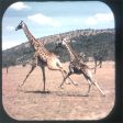 Wilde dieren Van Afrika - View-Master 3 Reel Packet - vintage - D111N-BG3 Online