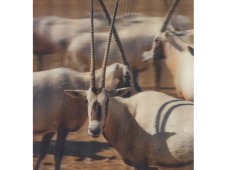 Arabian oryx - 3D Lenticular Postcard Greeting Card Cheap