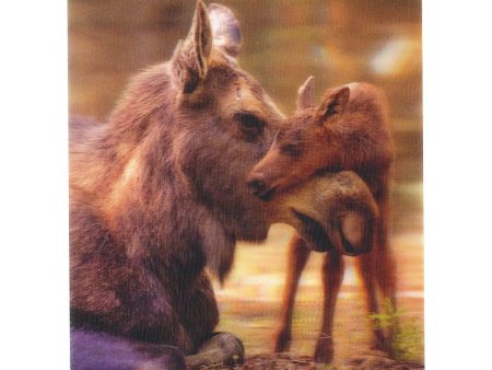 Moose and calf 2 - 3D Lenticular Postcard Greeting Card - NEW Discount