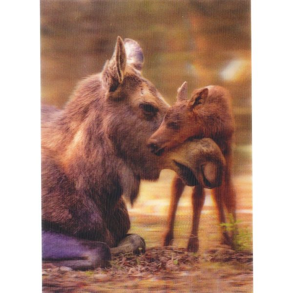 Moose and calf 2 - 3D Lenticular Postcard Greeting Card - NEW Discount