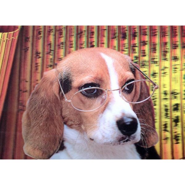 Beagle Dog in Glasses - 3D Lenticular Poster - 12x16 -  NEW Online Hot Sale