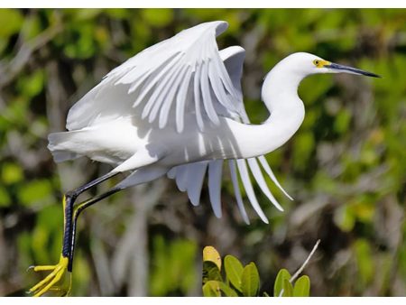 Snowy Egret - 3D Lenticular Postcard Greeting Card - NEW Online