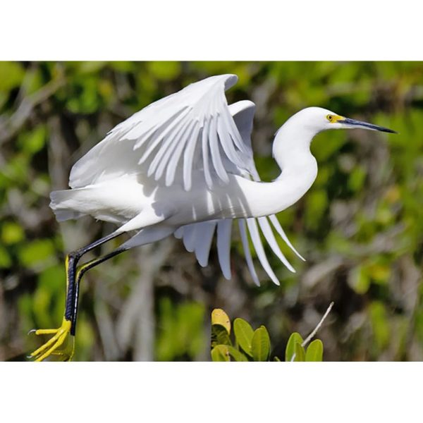 Snowy Egret - 3D Lenticular Postcard Greeting Card - NEW Online