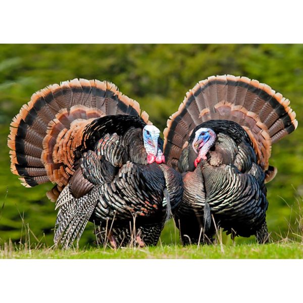 Wild Turkey - 3D Lenticular Postcard Greeting Card on Sale