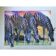 Zebras Drinking - 3D Lenticular Poster - 12x16 Print - New Supply