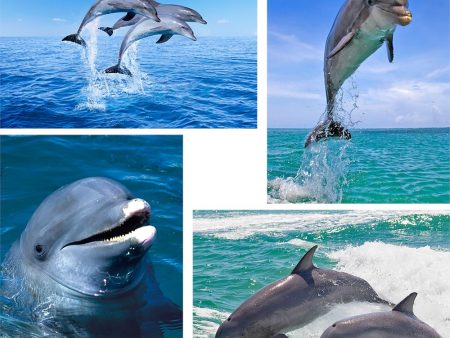 4 - Dolphins - 3D Lenticular Postcards  Greeting Cards - NEW Supply