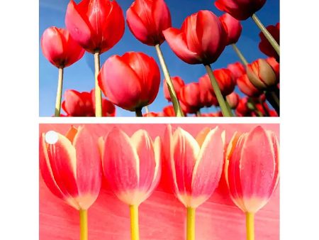 2 Tulips Flowers - 3D Lenticular Gift Tags Cards - NEW Online